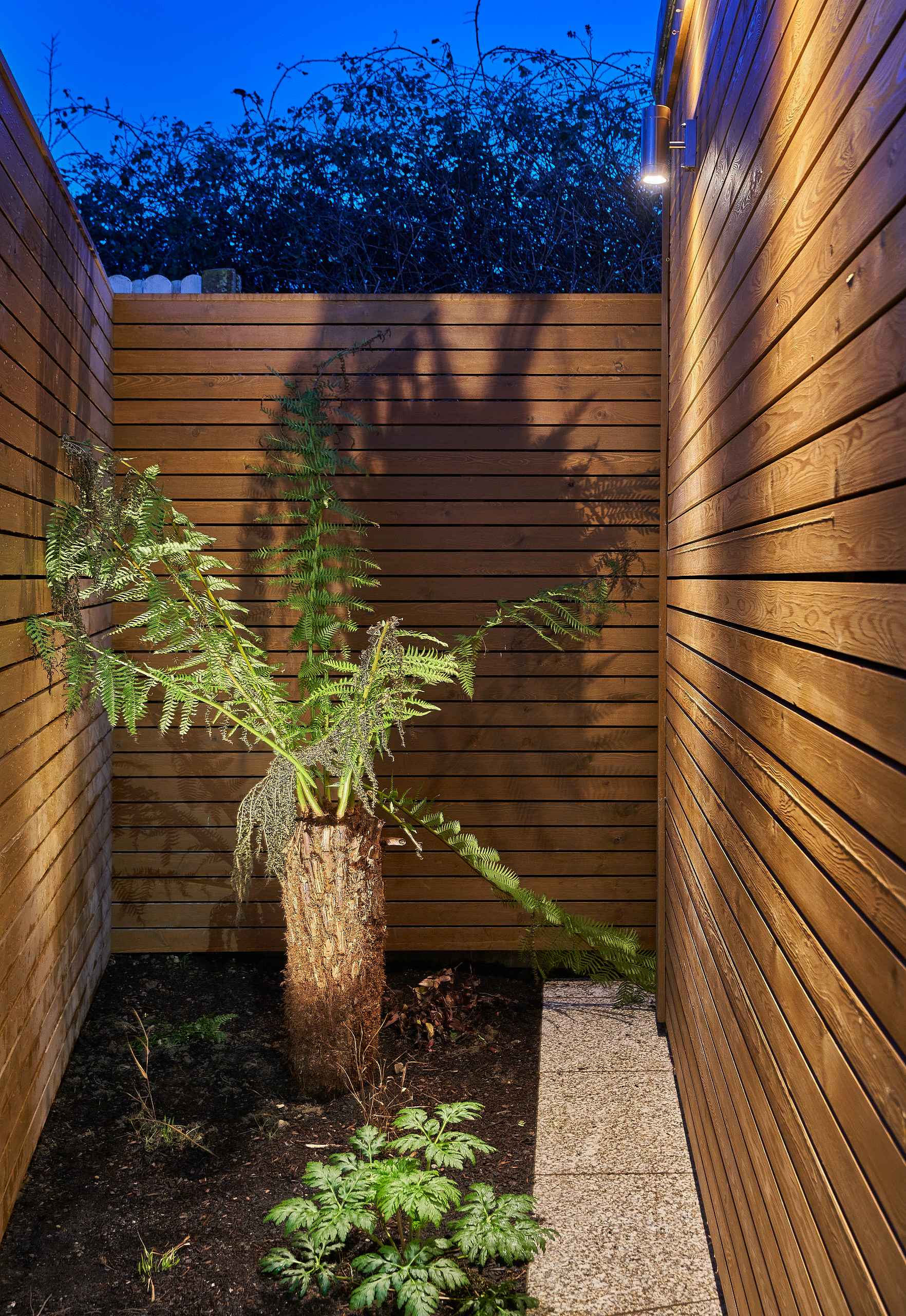 A tree fern lit against the cedar boundary fence in the corner of the garden