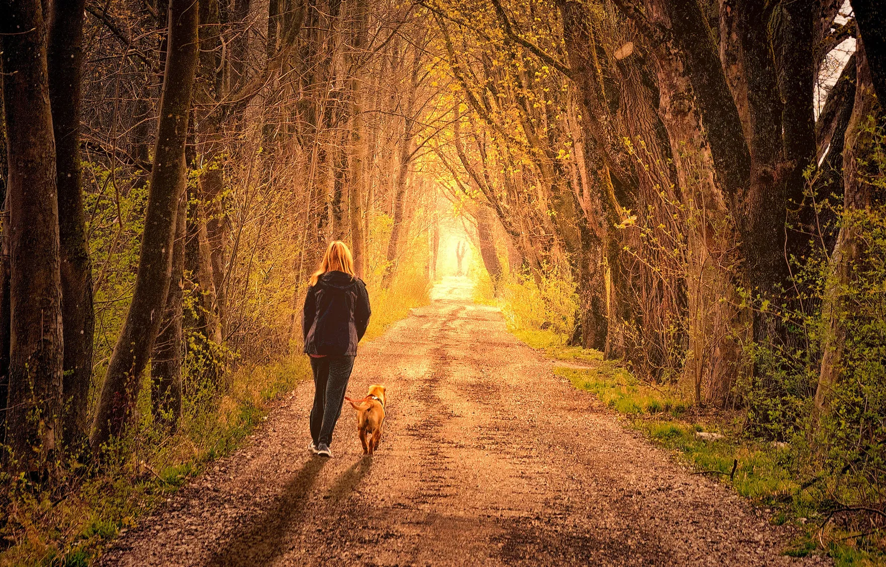 A person walking a dog along a tree-lined path at sunset